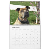 Schöner Bullys 2014 Hundekalender Kalender (Jan 2027)