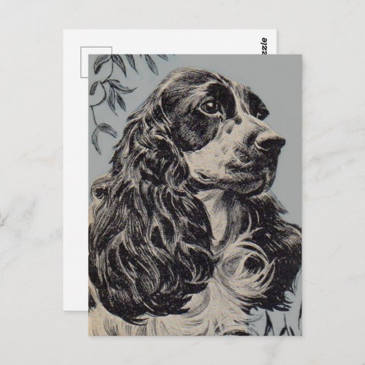 schöner Cocker Spaniel Postkarte (Vorne/Hinten)