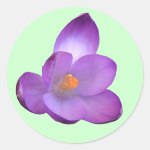 Schöner Crocus Sticker