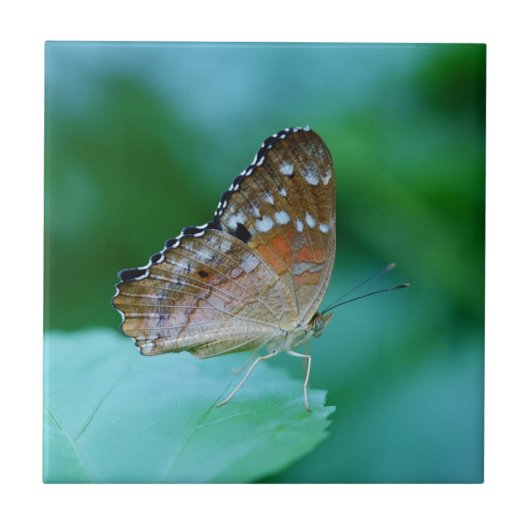 Schöner Danaus Plexippus Butterfly auf dem Leaf. Fliese (Vorderseite)