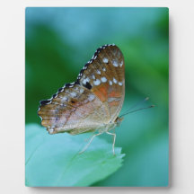 Schöner Danaus Plexippus Butterfly auf dem Leaf.