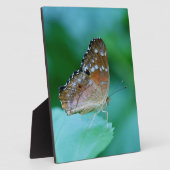 Schöner Danaus Plexippus Butterfly auf dem Leaf. Fotoplatte (Seite)