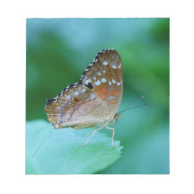 Schöner Danaus Plexippus Butterfly auf dem Leaf.