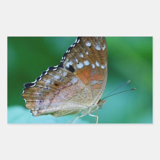 Schöner Danaus Plexippus Butterfly auf dem Leaf. Rechteckiger Aufkleber (Vorderseite)