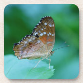 Schöner Danaus Plexippus Butterfly auf dem Leaf. Untersetzer (Vorderseite)
