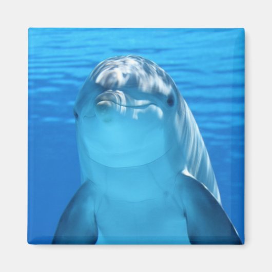 Schöner Delphin Magnet (Vorne)