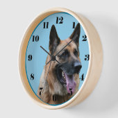 Schöner deutscher Schäferhund, blauer Hintergrund Uhr (Winkel)