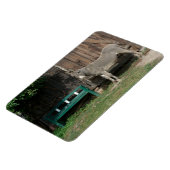 Schöner Donkey neben der hölzernen grünen Bank Magnet (Linke Seite)