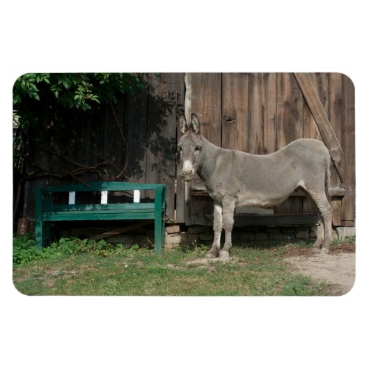 Schöner Donkey neben der hölzernen grünen Bank Magnet (Horizontal)