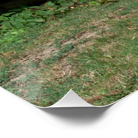 Schöner Donkey neben der hölzernen grünen Bank Poster (Ecke)