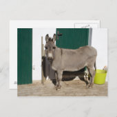 Schöner Donkey Postkarte (Vorne/Hinten)
