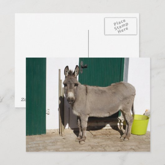 Schöner Donkey Postkarte (Vorne/Hinten)