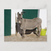 Schöner Donkey Postkarte (Vorderseite)