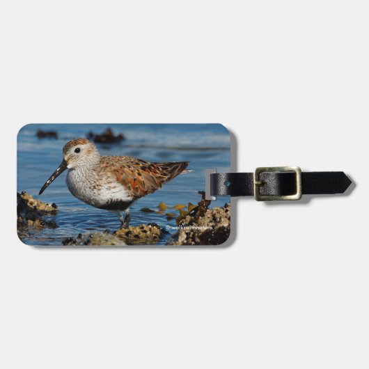 Schöner Dunlin Sandpiper am Spring Beach Gepäckanhänger (Vorderseite horizontal)