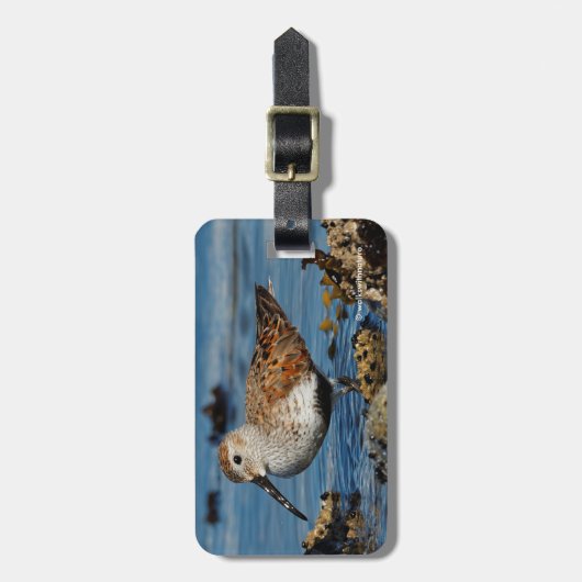 Schöner Dunlin Sandpiper am Spring Beach Gepäckanhänger (Vorderseite vertikal)