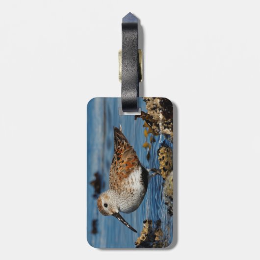 Schöner Dunlin Sandpiper am Spring Beach Gepäckanhänger (Rückseite vertikal)