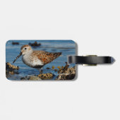 Schöner Dunlin Sandpiper am Spring Beach Gepäckanhänger (Rückseite horizontal)