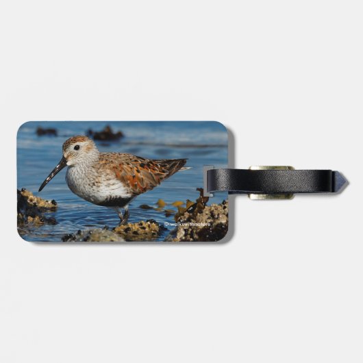 Schöner Dunlin Sandpiper am Spring Beach Gepäckanhänger (Rückseite horizontal)