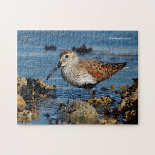Schöner Dunlin Sandpiper Goes Solo am Strand Puzzle (Horizontal)