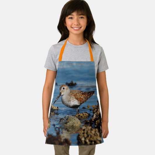 Schöner Dunlin Sandpiper Goes Solo am Strand Schürze (Insitu)