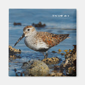 Schöner Dunlin Shorebird am Strand Magnet (Vorne)