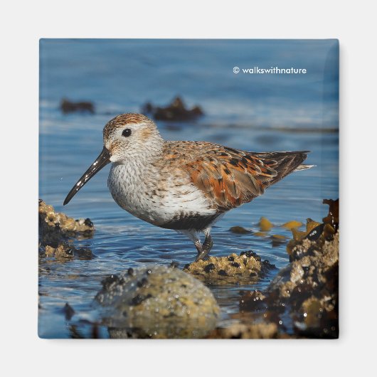 Schöner Dunlin Shorebird am Strand Magnet (Vorne)