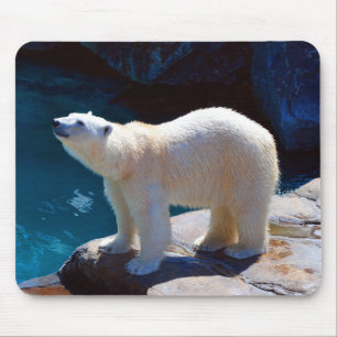 Schöner Eisbär-Mauspad Mousepad