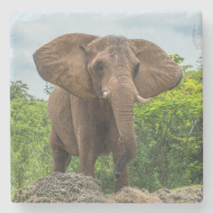 Schöner Elefant im Gras spielen Steinuntersetzer