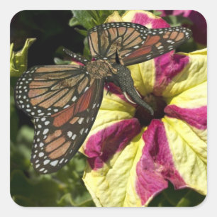 Schöner Elefantenschmetterling Quadratischer Aufkleber