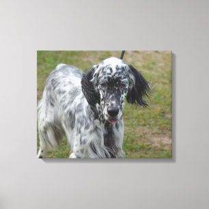 Schöner englischer Setzer-Hund Leinwanddruck