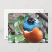 Schöner exotischer Vogel Postkarte (Vorne/Hinten)