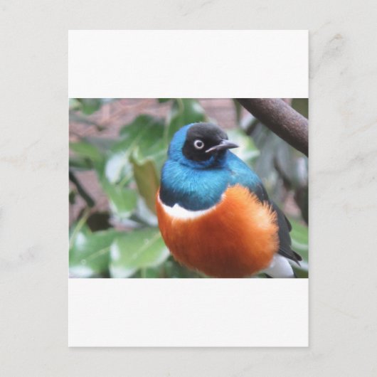 Schöner exotischer Vogel Postkarte (Vorderseite)
