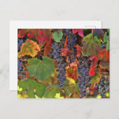 Schöner Fall Wein VIneyard Colored Postcard Postkarte (Vorne/Hinten)