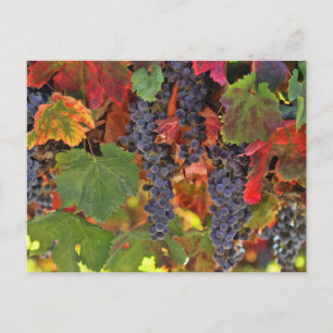 Schöner Fall Wein VIneyard Colored Postcard Postkarte