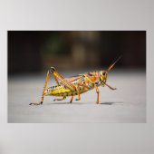 Schöner farbenfroher Grasshopper in nah-up Poster (Vorne)