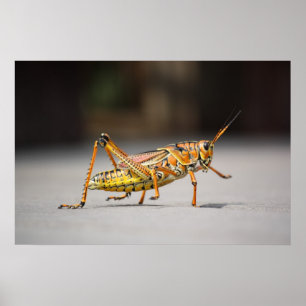 Schöner farbenfroher Grasshopper in nah-up Poster