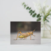 Schöner farbenfroher Grasshopper in nah-up Postkarte (Stehend Vorderseite)