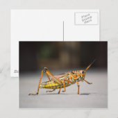 Schöner farbenfroher Grasshopper in nah-up Postkarte (Vorne/Hinten)