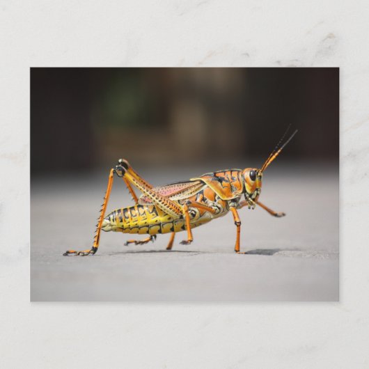 Schöner farbenfroher Grasshopper in nah-up Postkarte (Vorderseite)