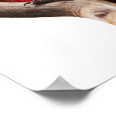 Schöner, farbenfroher Scarlet Macaw Parrot Bird Poster (Ecke)