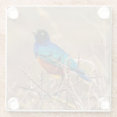 Schöner, farbenfroher Vogel unter Bush Glasuntersetzer (Rückseite)