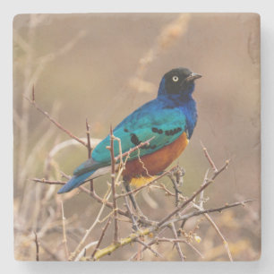Schöner, farbenfroher Vogel unter Bush Steinuntersetzer