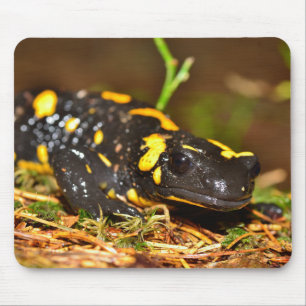 Schöner Feuersalamander Mousepad