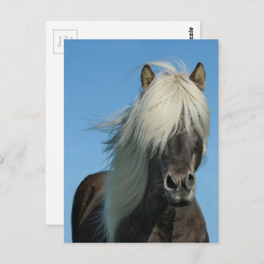 SCHÖNER FJORD-PONY-PFERDESTALLION POSTKARTE (Vorne/Hinten)