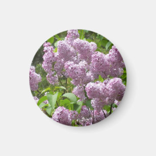 Schöner Fliederbusch- Magnet
