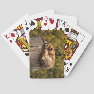 Schöner Fox Schlafen auf einem Baumstumpf Spielkarten
