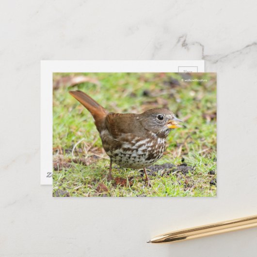 Schöner Fox Sparrow Songbird im Gras Postkarte (Vorderseite/Rückseite Beispiel)