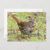 Schöner Fox Sparrow Songbird im Gras Postkarte (Vorne/Hinten)