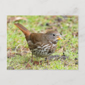Schöner Fox Sparrow Songbird im Gras Postkarte (Vorderseite)