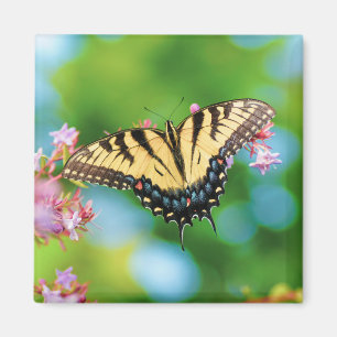 Schöner Frack-Schmetterling auf hübschen Blume Magnet
